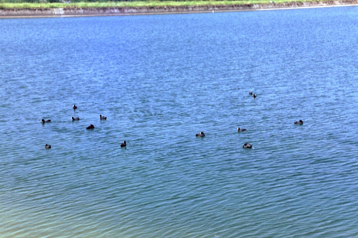 Coots and tufted ducks on Marsworth Reservoir,  17th June, 2006